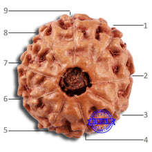 Load image into Gallery viewer, 9 Mukhi Rudraksha from Indonesia - Bead No. 28
