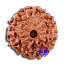 Load image into Gallery viewer, 9 Mukhi Rudraksha from Indonesia - Bead No. 28
