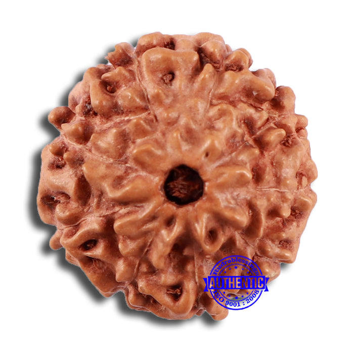 9 Mukhi Rudraksha from Indonesia - Bead No. 28