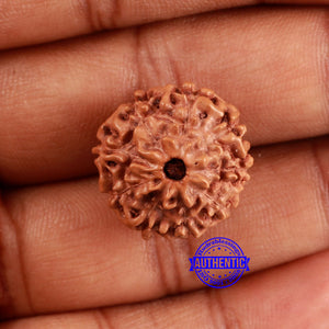 9 Mukhi Rudraksha from Indonesia - Bead No. 28