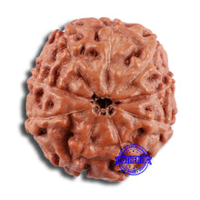 Load image into Gallery viewer, 9 Mukhi Rudraksha from Indonesia - Bead No. 29
