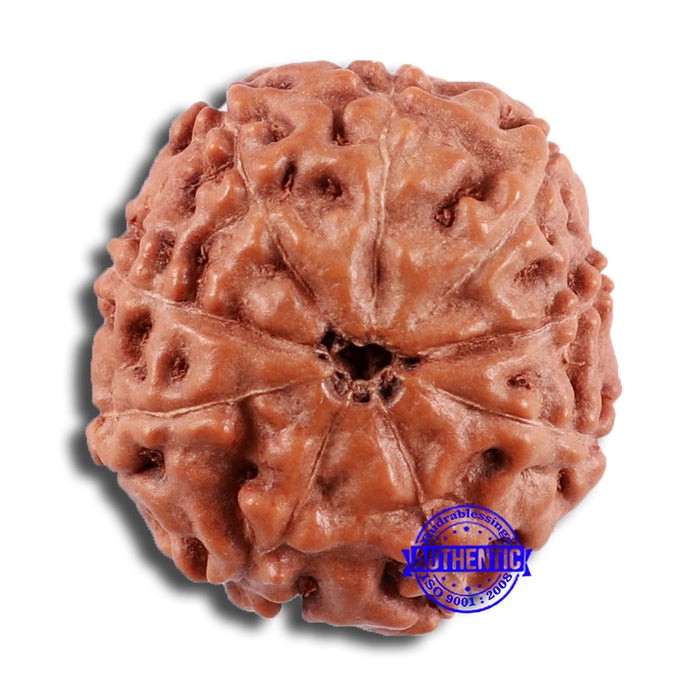 9 Mukhi Rudraksha from Indonesia - Bead No. 29