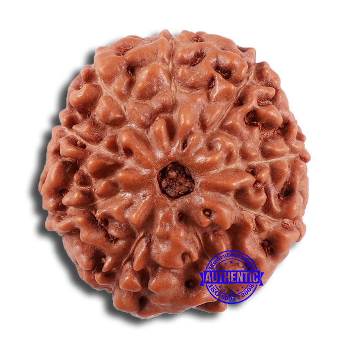 9 Mukhi Rudraksha from Indonesia - Bead No. 29