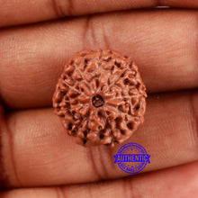 Load image into Gallery viewer, 9 Mukhi Rudraksha from Indonesia - Bead No. 29
