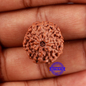 9 Mukhi Rudraksha from Indonesia - Bead No. 29