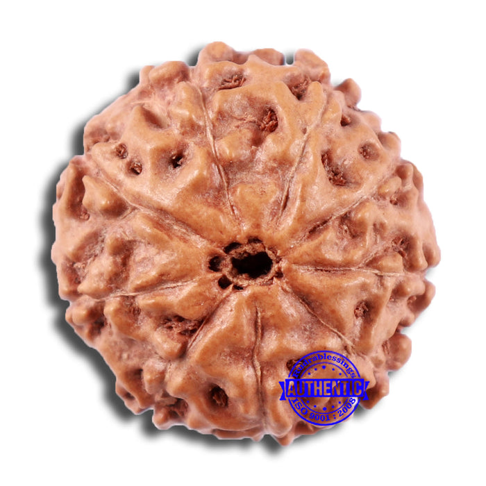 9 Mukhi Rudraksha from Indonesia - Bead No. 2