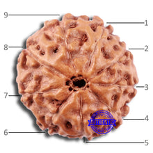 Load image into Gallery viewer, 9 Mukhi Rudraksha from Indonesia - Bead No. 2
