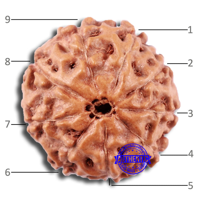9 Mukhi Rudraksha from Indonesia - Bead No. 2