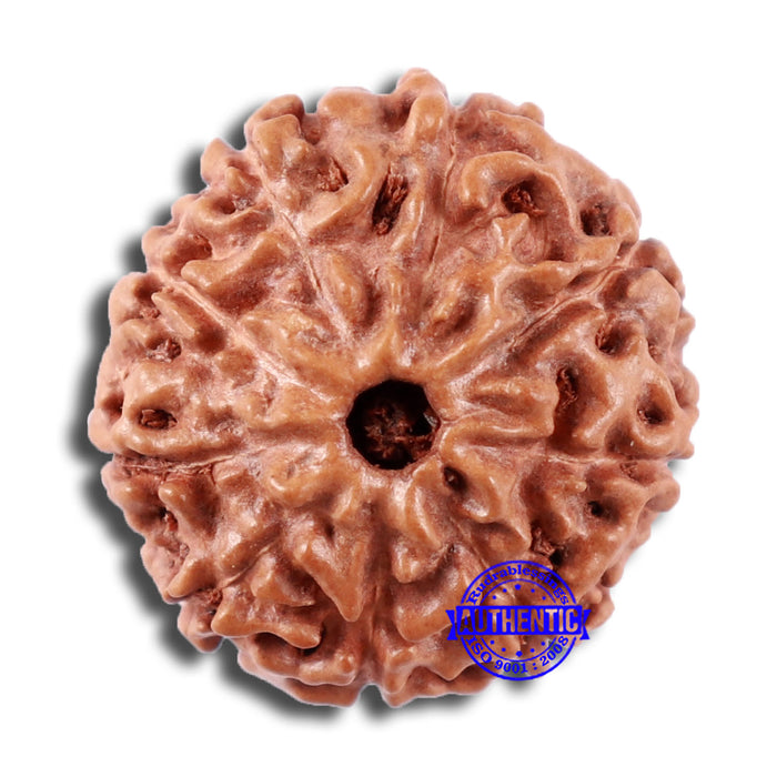 9 Mukhi Rudraksha from Indonesia - Bead No. 2