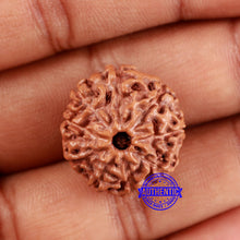 Load image into Gallery viewer, 9 Mukhi Rudraksha from Indonesia - Bead No. 2
