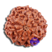 Load image into Gallery viewer, 9 Mukhi Rudraksha from Indonesia - Bead No. 30
