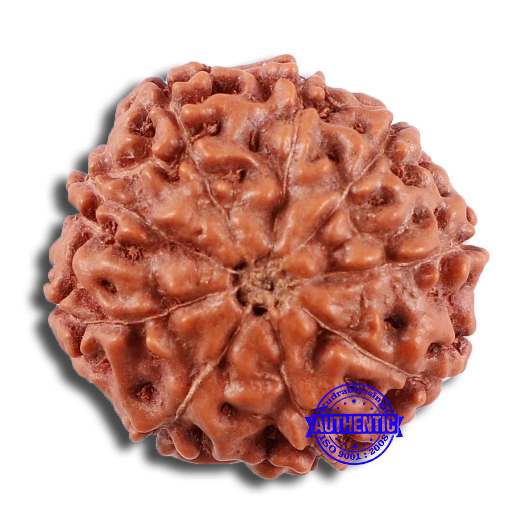 9 Mukhi Rudraksha from Indonesia - Bead No. 30