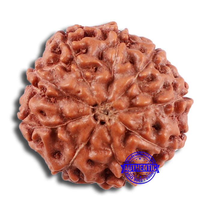 9 Mukhi Rudraksha from Indonesia - Bead No. 30