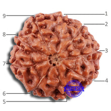 Load image into Gallery viewer, 9 Mukhi Rudraksha from Indonesia - Bead No. 30
