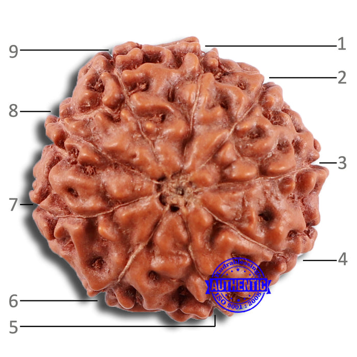 9 Mukhi Rudraksha from Indonesia - Bead No. 30