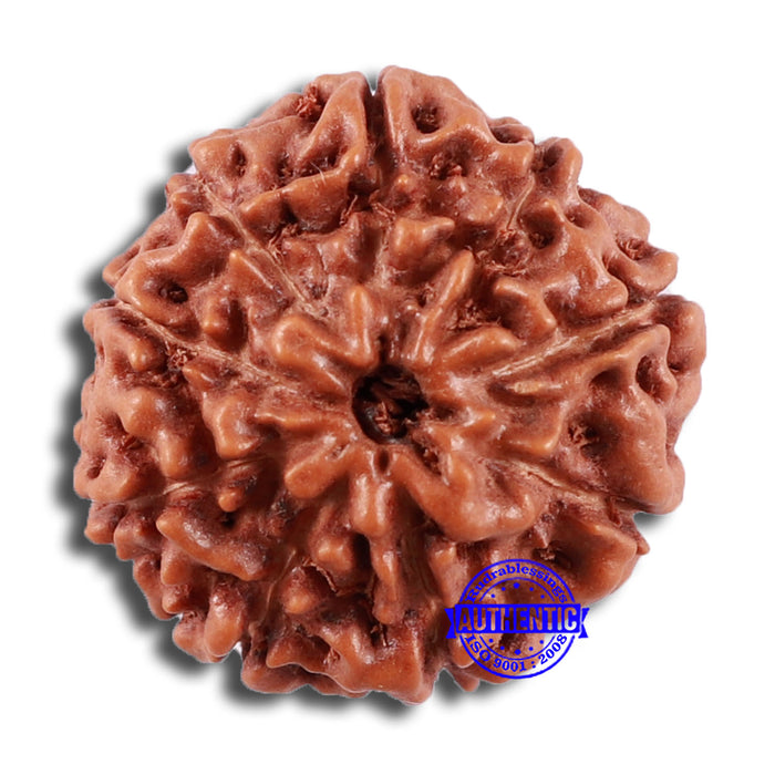 9 Mukhi Rudraksha from Indonesia - Bead No. 30