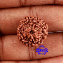 Load image into Gallery viewer, 9 Mukhi Rudraksha from Indonesia - Bead No. 30
