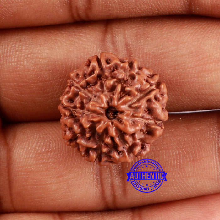 9 Mukhi Rudraksha from Indonesia - Bead No. 30