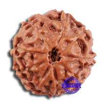 Load image into Gallery viewer, 9 Mukhi Rudraksha from Indonesia - Bead No. 31
