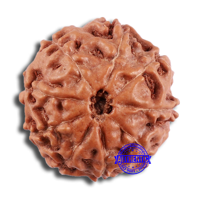 9 Mukhi Rudraksha from Indonesia - Bead No. 31