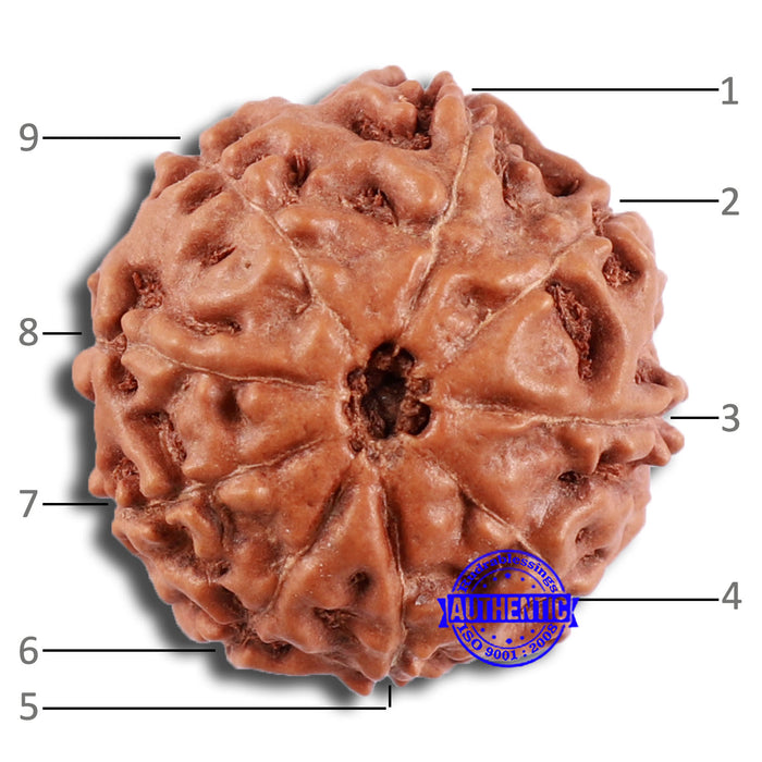 9 Mukhi Rudraksha from Indonesia - Bead No. 31