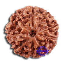 Load image into Gallery viewer, 9 Mukhi Rudraksha from Indonesia - Bead No. 31
