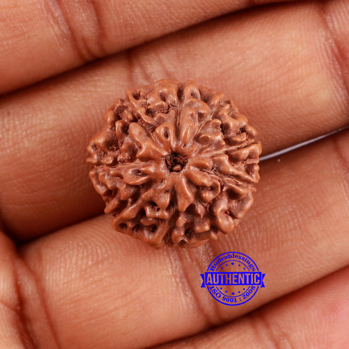 9 Mukhi Rudraksha from Indonesia - Bead No. 31
