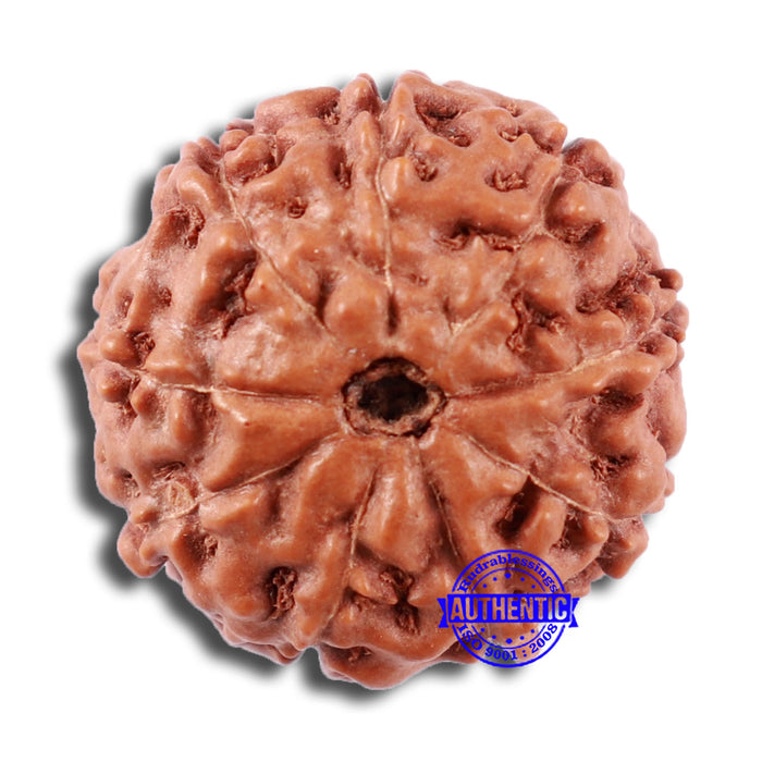 9 Mukhi Rudraksha from Indonesia - Bead No. 3