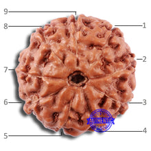 Load image into Gallery viewer, 9 Mukhi Rudraksha from Indonesia - Bead No. 3

