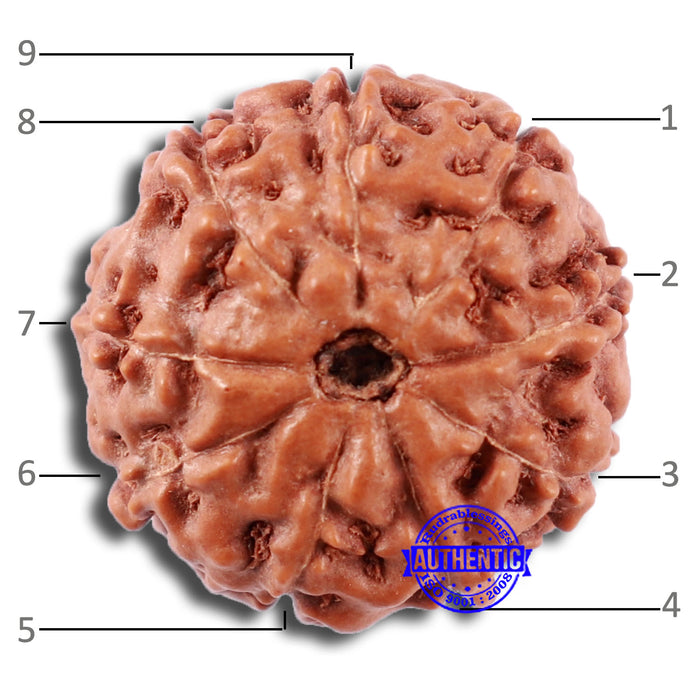 9 Mukhi Rudraksha from Indonesia - Bead No. 3