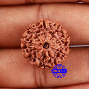 9 Mukhi Rudraksha from Indonesia - Bead No. 3