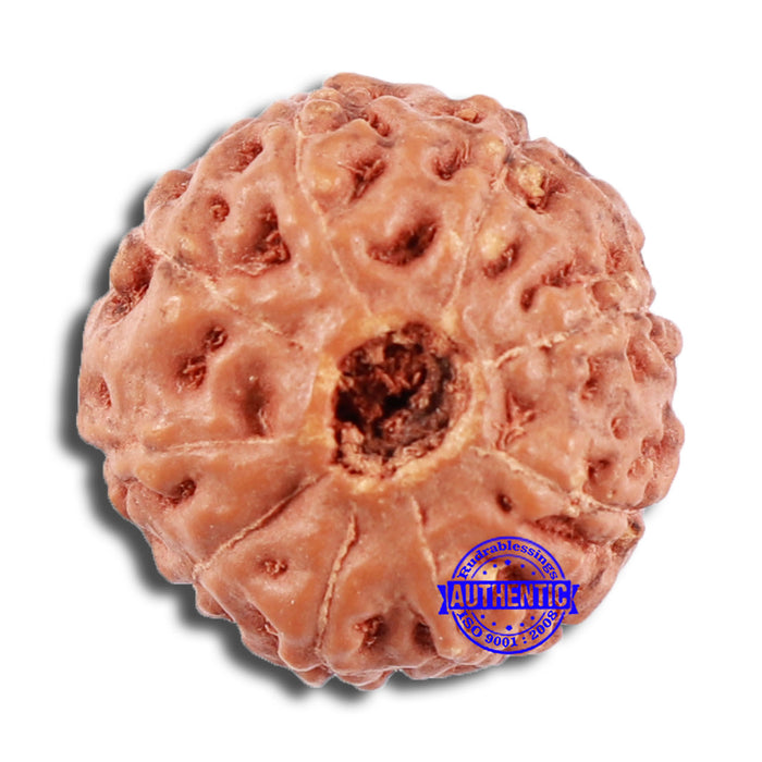 9 Mukhi Rudraksha from Indonesia - Bead No. 58