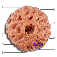 Load image into Gallery viewer, 9 Mukhi Rudraksha from Indonesia - Bead No. 58
