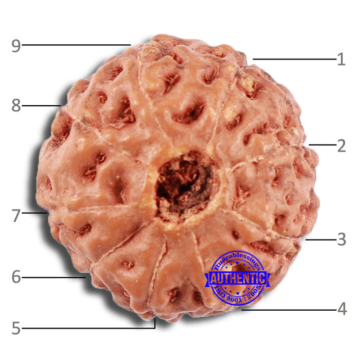 9 Mukhi Rudraksha from Indonesia - Bead No. 58