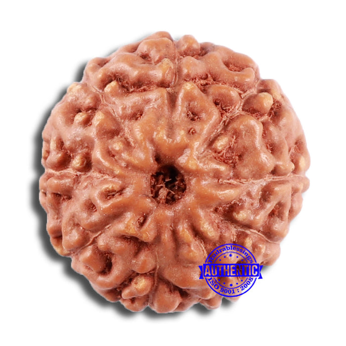 9 Mukhi Rudraksha from Indonesia - Bead No. 58
