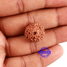 Load image into Gallery viewer, 9 Mukhi Rudraksha from Indonesia - Bead No. 58
