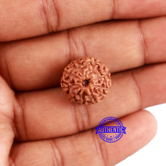 9 Mukhi Rudraksha from Indonesia - Bead No. 58
