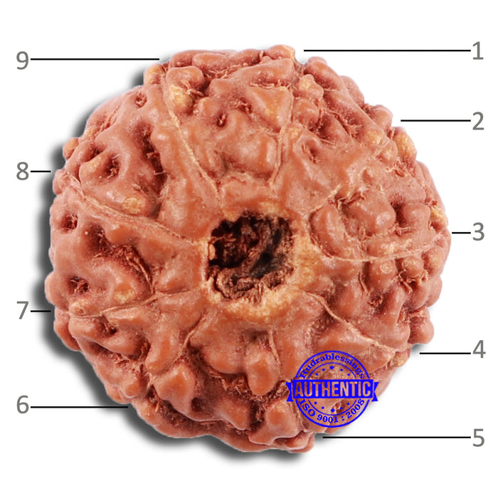 9 Mukhi Rudraksha from Indonesia - Bead No. 59