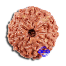 Load image into Gallery viewer, 9 Mukhi Rudraksha from Indonesia - Bead No. 59
