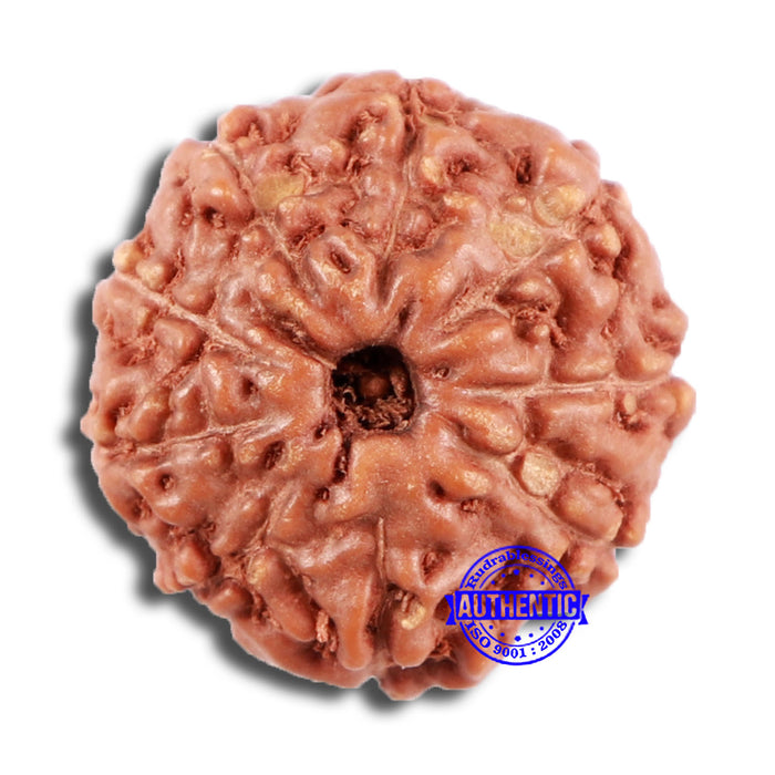9 Mukhi Rudraksha from Indonesia - Bead No. 59