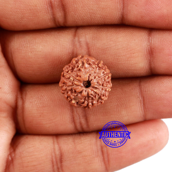 9 Mukhi Rudraksha from Indonesia - Bead No. 59