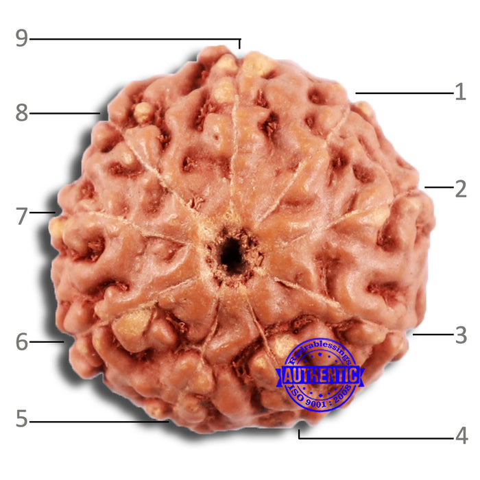 9 Mukhi Rudraksha from Indonesia - Bead No. 62