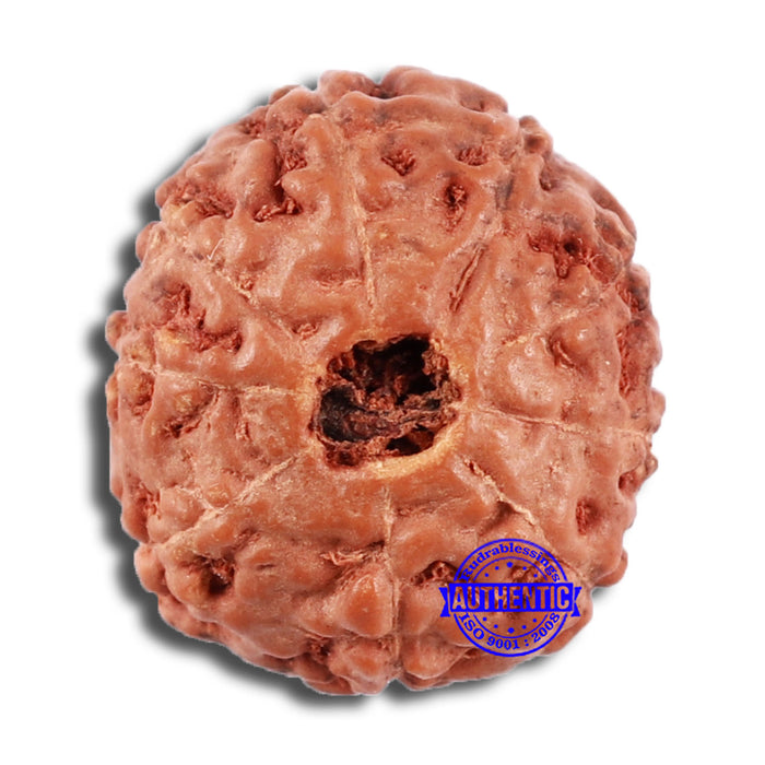 9 Mukhi Rudraksha from Indonesia - Bead No. 63