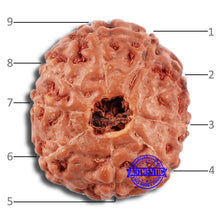 Load image into Gallery viewer, 9 Mukhi Rudraksha from Indonesia - Bead No. 63
