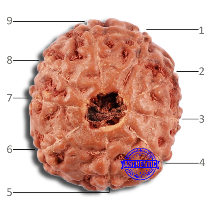 9 Mukhi Rudraksha from Indonesia - Bead No. 63