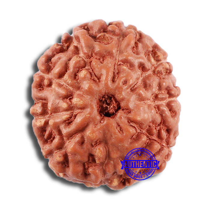 9 Mukhi Rudraksha from Indonesia - Bead No. 63
