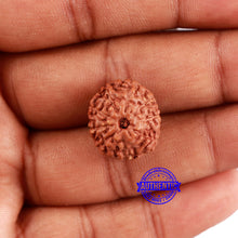 Load image into Gallery viewer, 9 Mukhi Rudraksha from Indonesia - Bead No. 63
