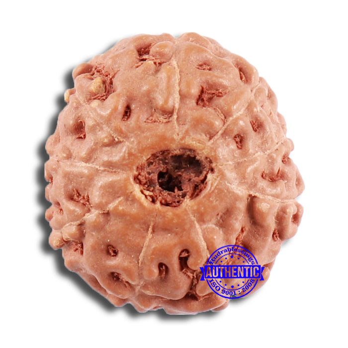 9 Mukhi Rudraksha from Indonesia - Bead No. 65