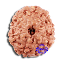 Load image into Gallery viewer, 9 Mukhi Rudraksha from Indonesia - Bead No. 65
