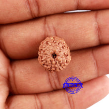 Load image into Gallery viewer, 9 Mukhi Rudraksha from Indonesia - Bead No. 65
